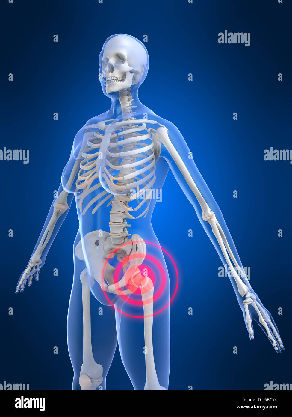 hip structure of human being
