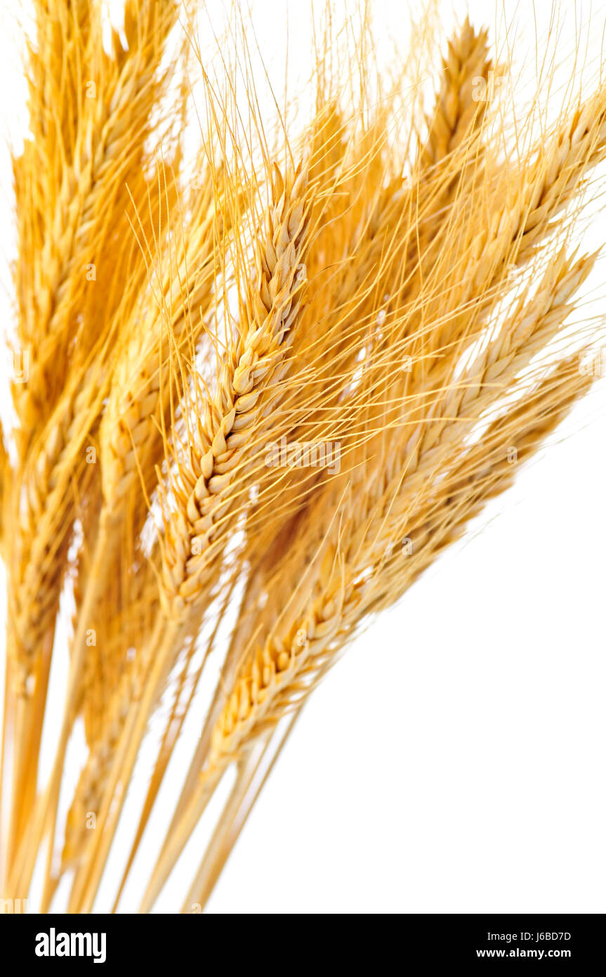 Sheaf Of Barley High Resolution Stock Photography and Images Alamy