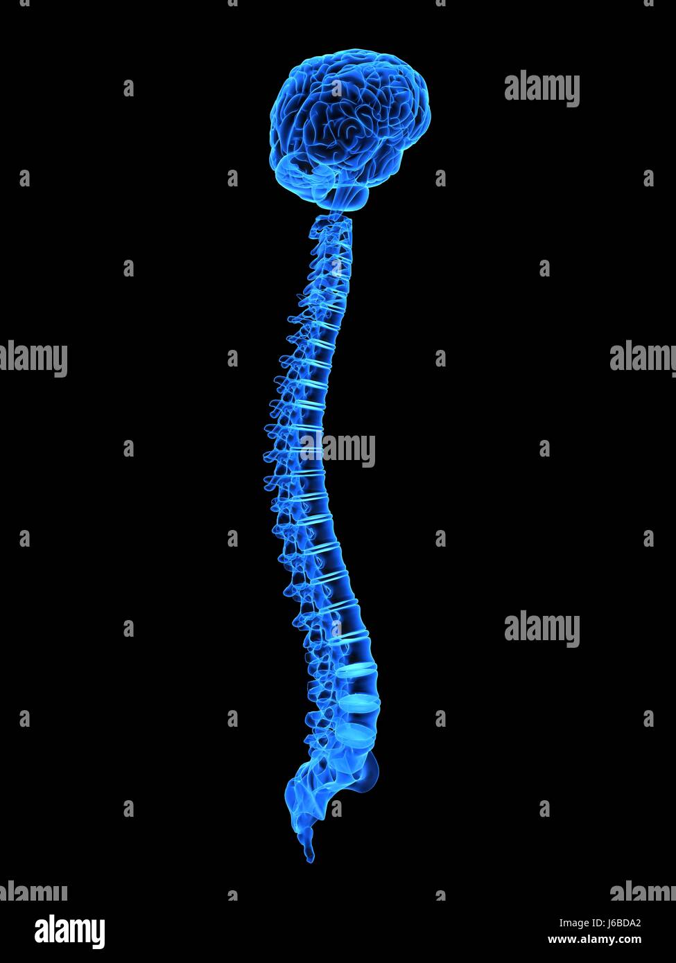 medicinally medical skeleton anatomy brain spine head organ education isolated Stock Photo