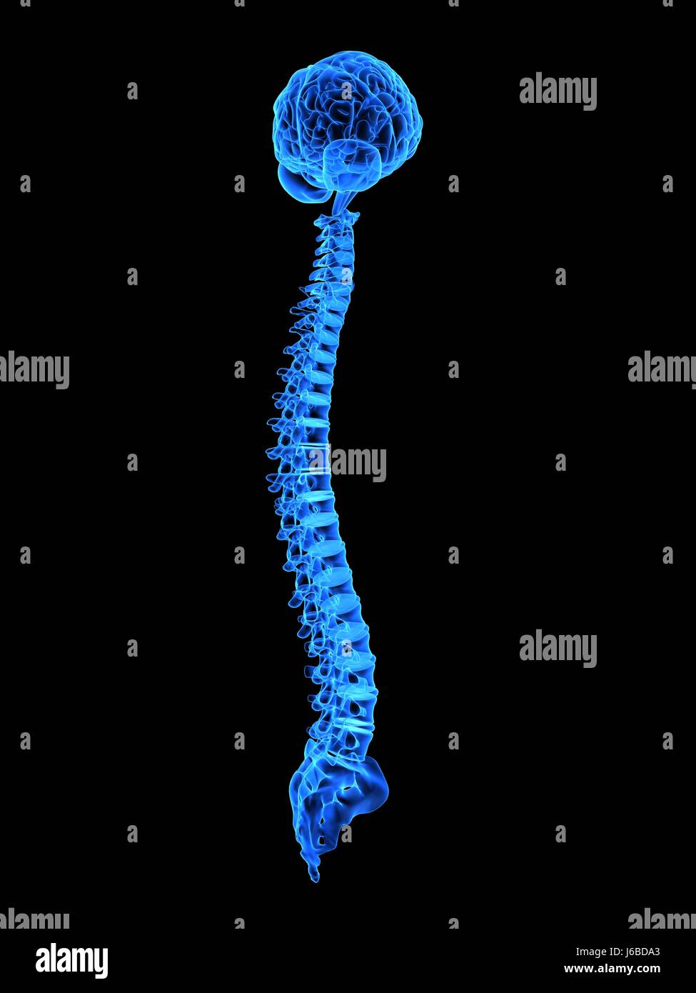 medicinally medical skeleton anatomy brain spine head organ education isolated Stock Photo