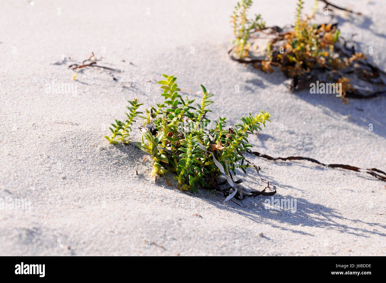 samphire - salicornia Stock Photo