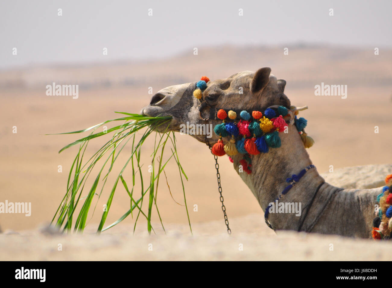 fodder desert wasteland camel blades of grass blade of grass grass meadow lawn Stock Photo