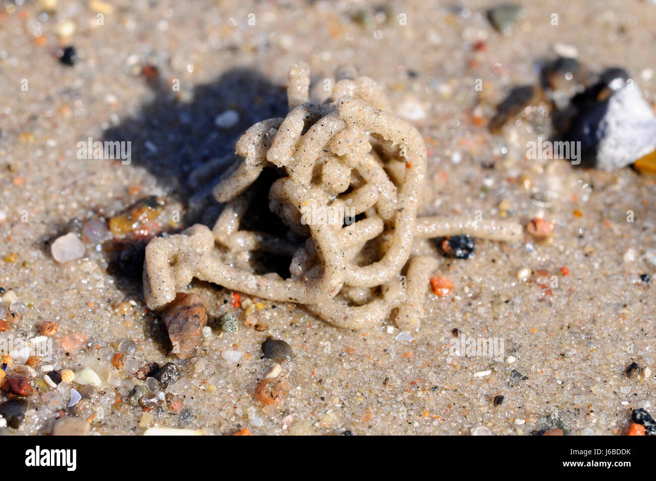 excretions of watt worm Stock Photo