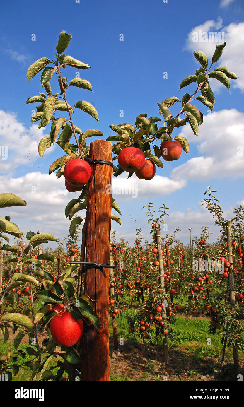 tree apple tree junior young younger red tree biological apple tree branch yard Stock Photo