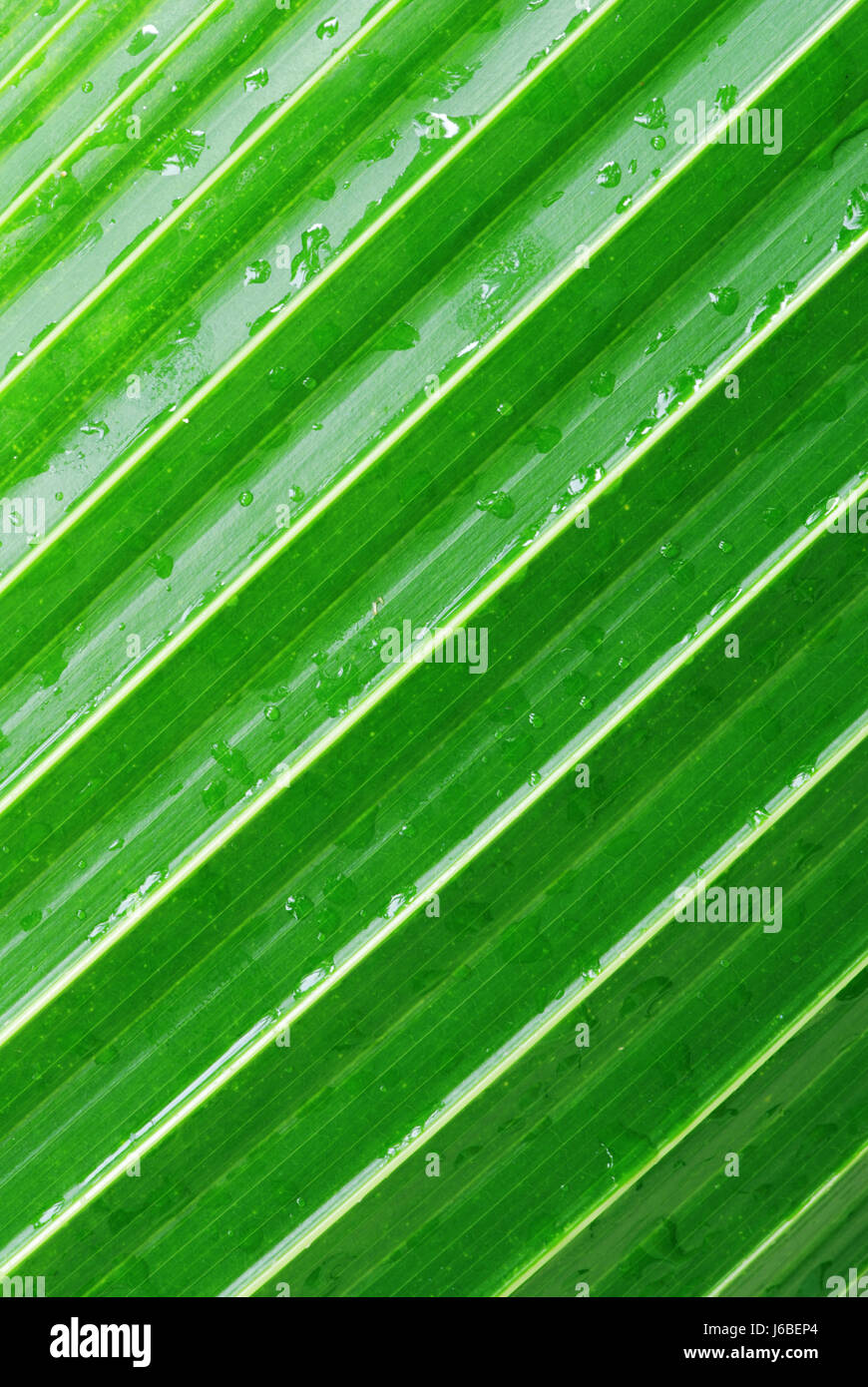 leaf detail diagonal wet palm lawn green leaf macro close-up macro admission Stock Photo