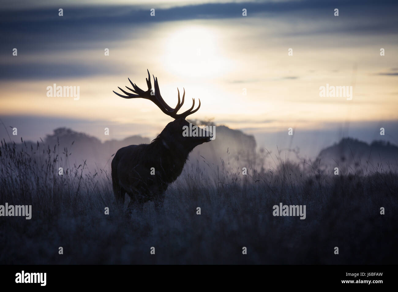 Stag at dawn in Richmond Deer Park Stock Photo