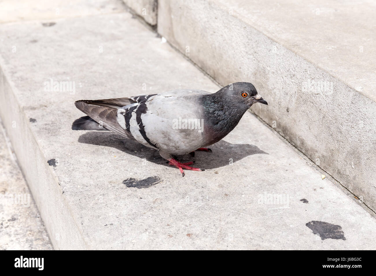 dove on a stair case - London, Great Britain, UK, Europe Stock Photo