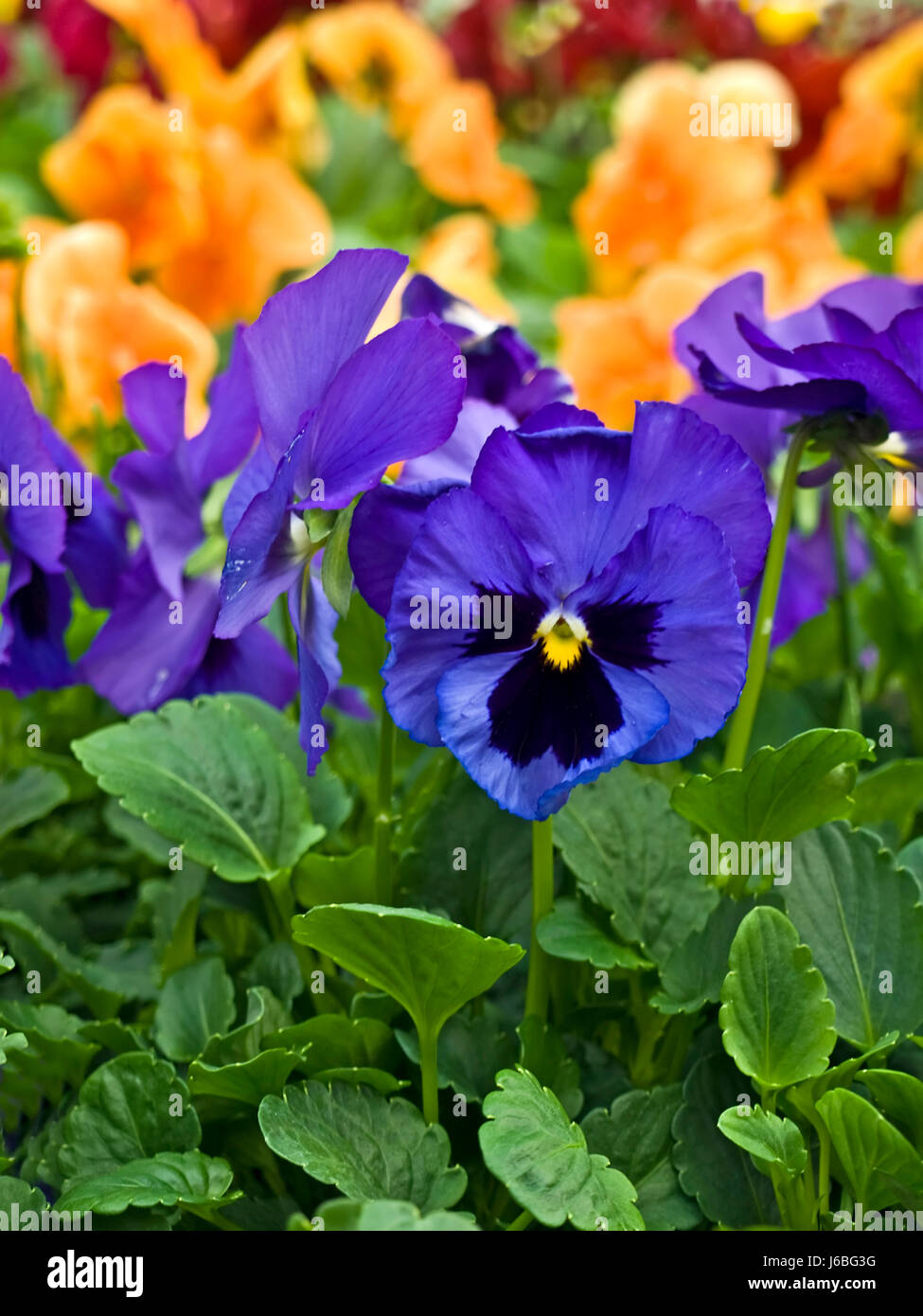 flower plant hardy pansy blue garden flower plant coloured colourful gorgeous Stock Photo