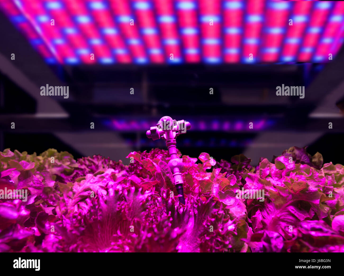 Smart indoor farm and Photoperiodism concept. Selective focus on sprinkler water head. Artificial LED panel light source used in an experiment on vege Stock Photo