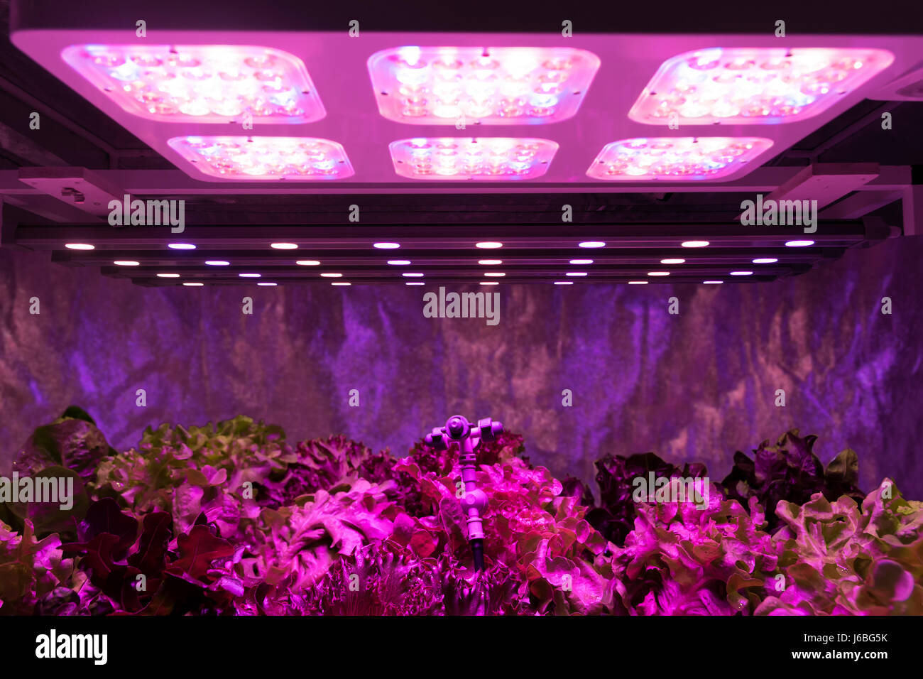Smart indoor farm and Photoperiodism concept. Selective focus on sprinkler water head and Artificial LED panel light source used in an experiment on v Stock Photo