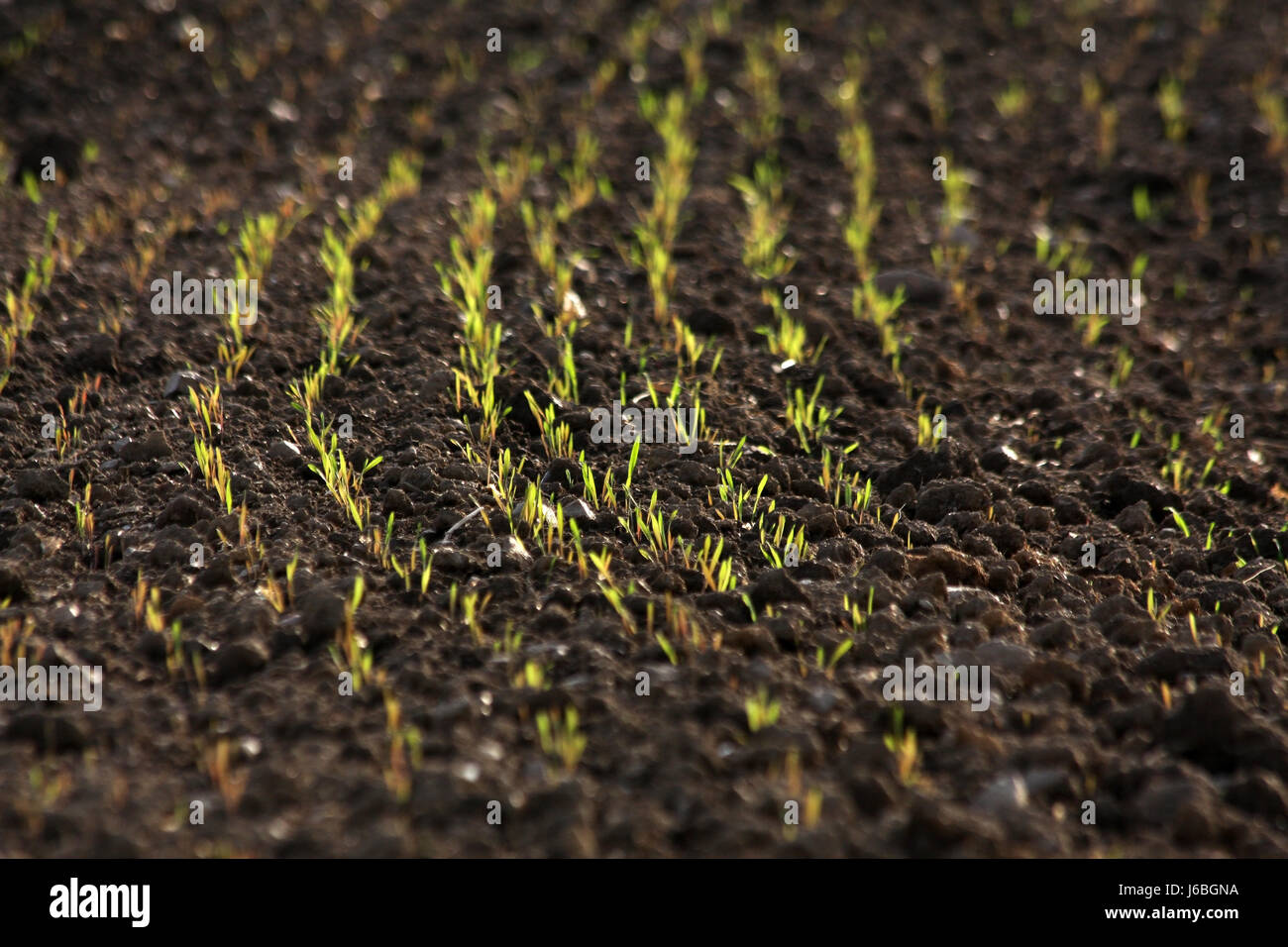 the seed has germinated Stock Photo Alamy