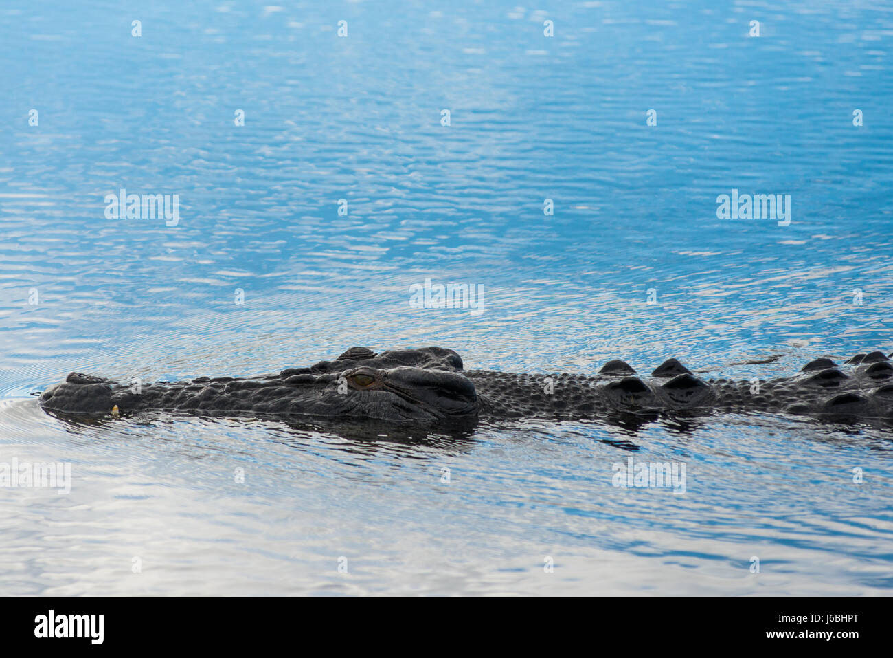 Saltwater crocodile in Kakadu, Northern Territory, Australia. Stock Photo