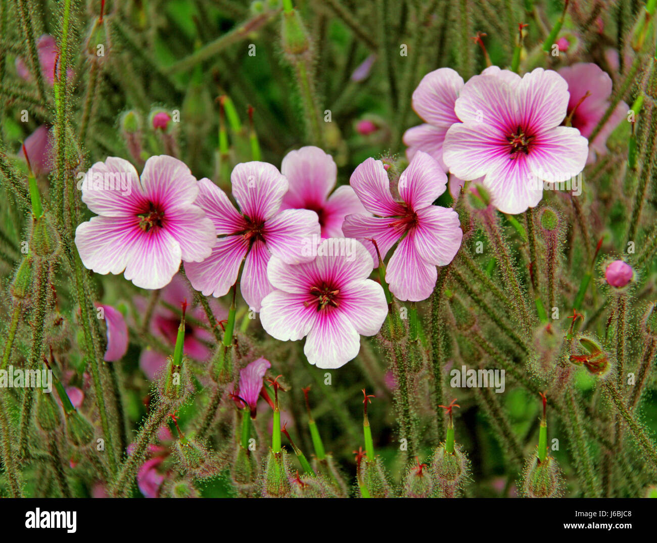 flower plant bloom blossom flourish flourishing purple rockery cranesbill Stock Photo