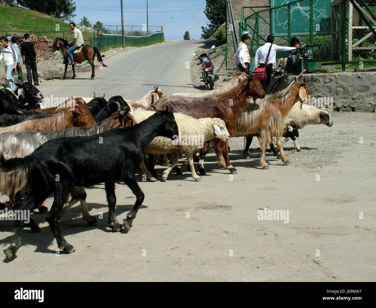 Kashmir Goat sheep, Gulmarg Tourism And Travel, Summer beauty of Gulmarg, Places to visit in