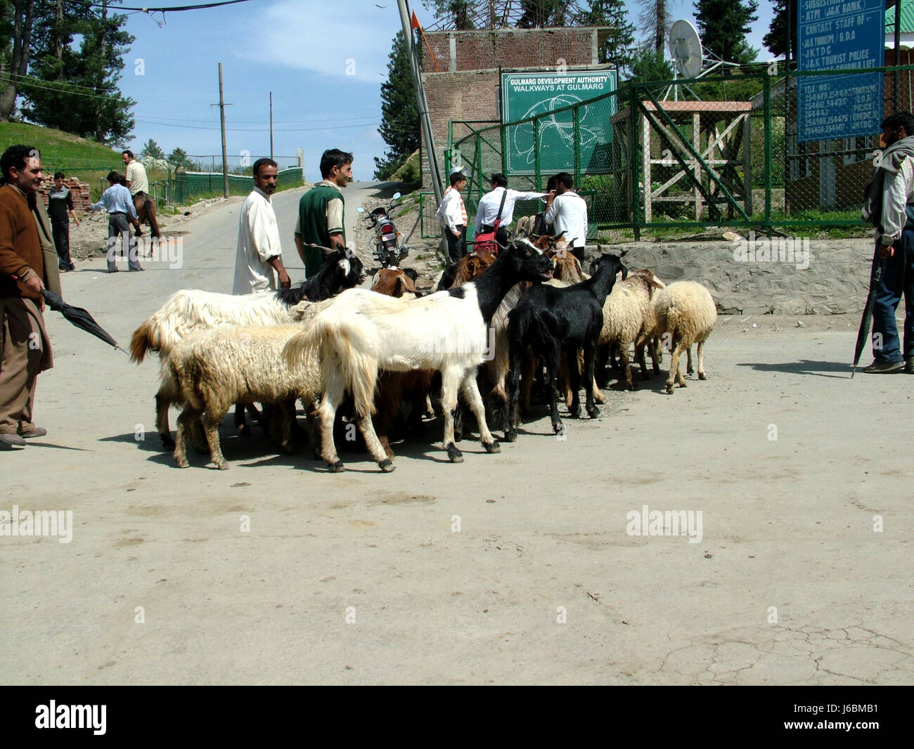 Kashmir Goat sheep, Gulmarg Tourism And Travel, Summer beauty of Gulmarg, Places to visit in