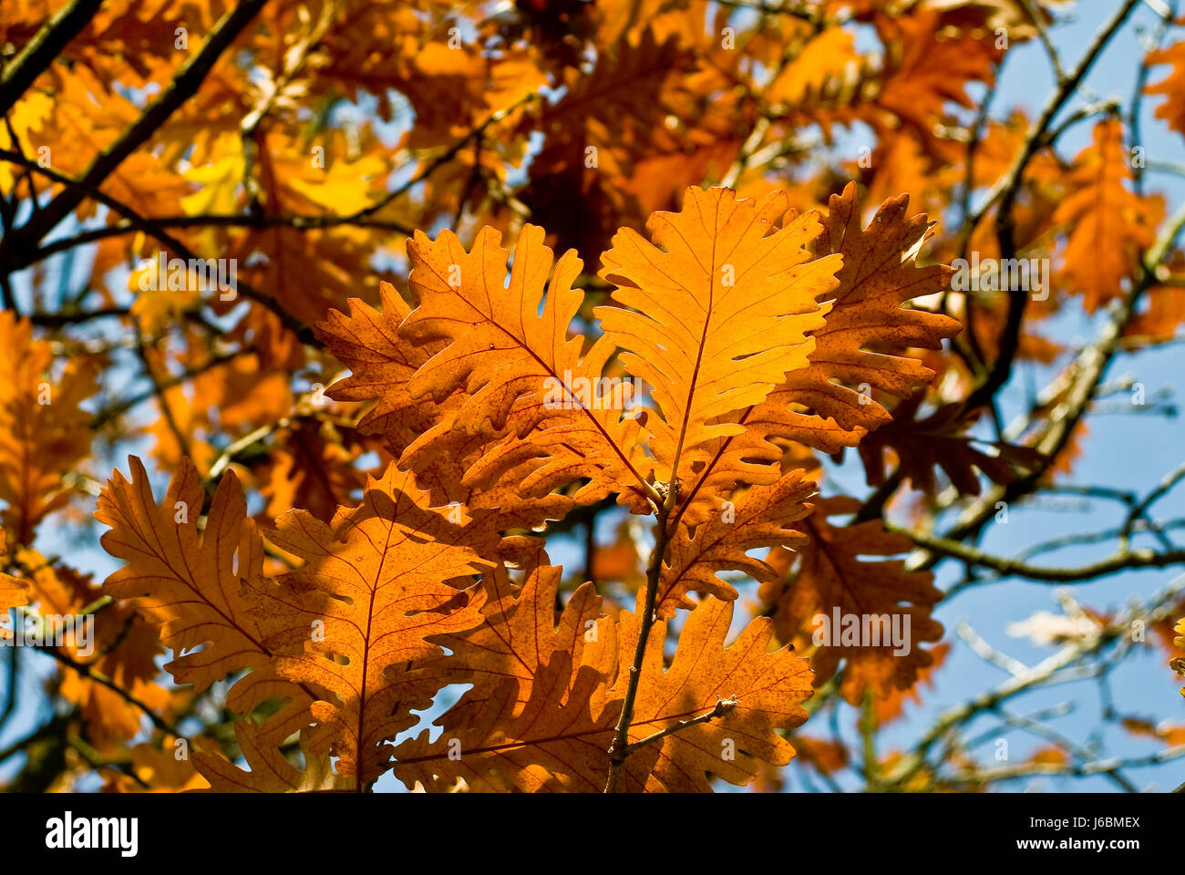 tree oak tinted autumn foliage leaves foliage nature fall autumn blue ...
