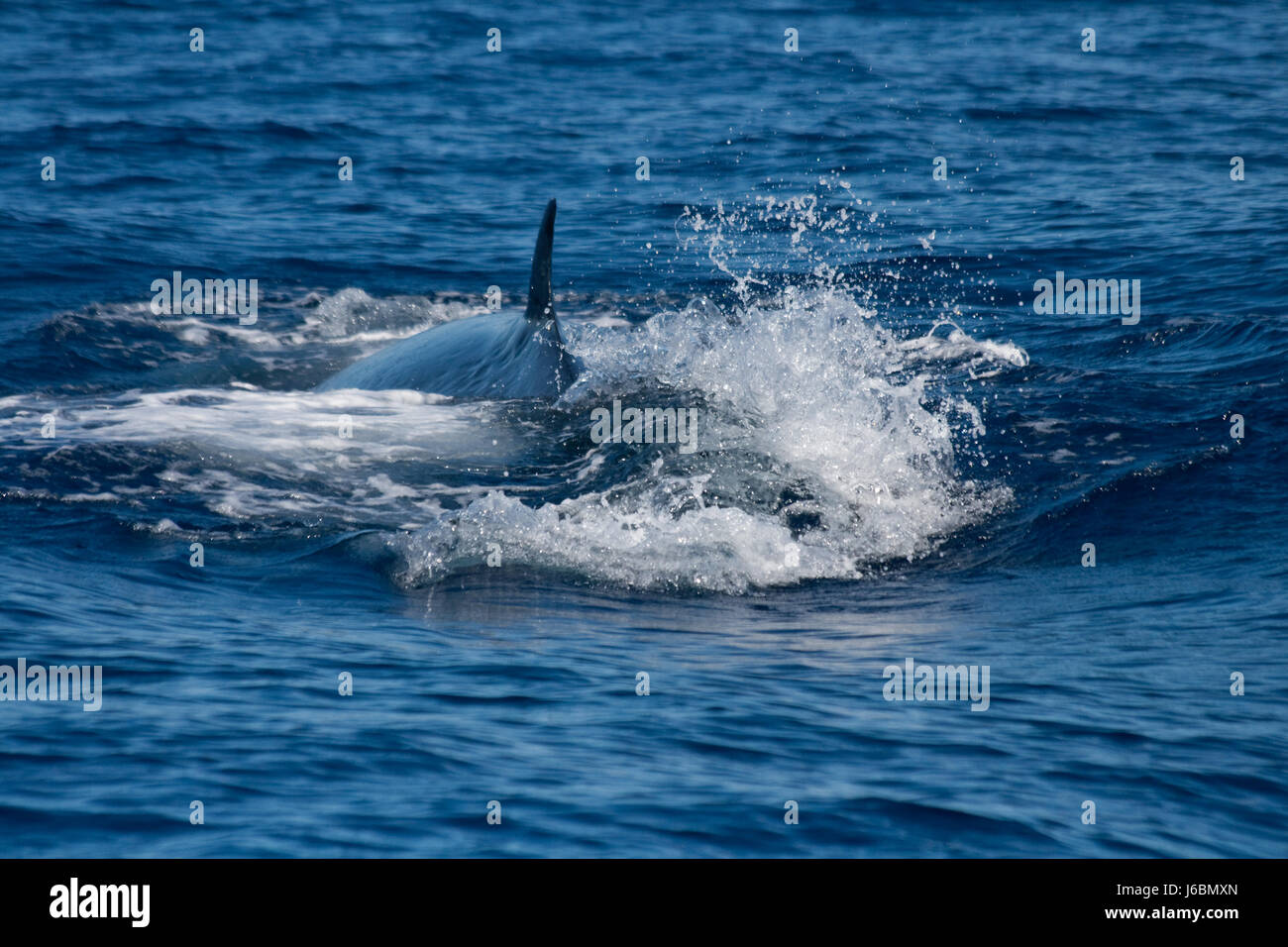 whale Stock Photo