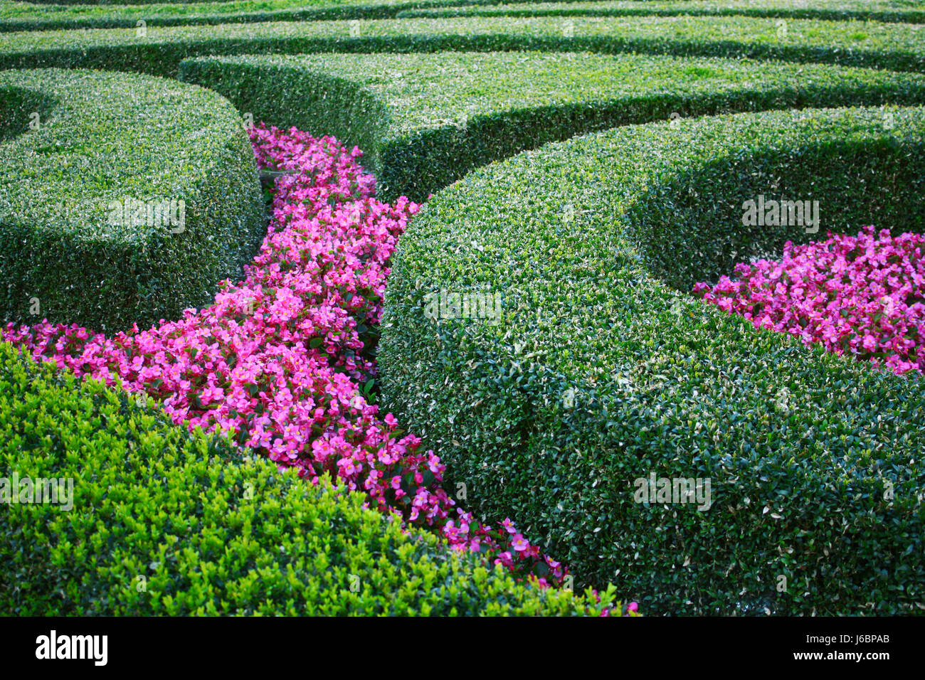 Top 10 Most Beautiful Garden Flowers The Most Prettiest