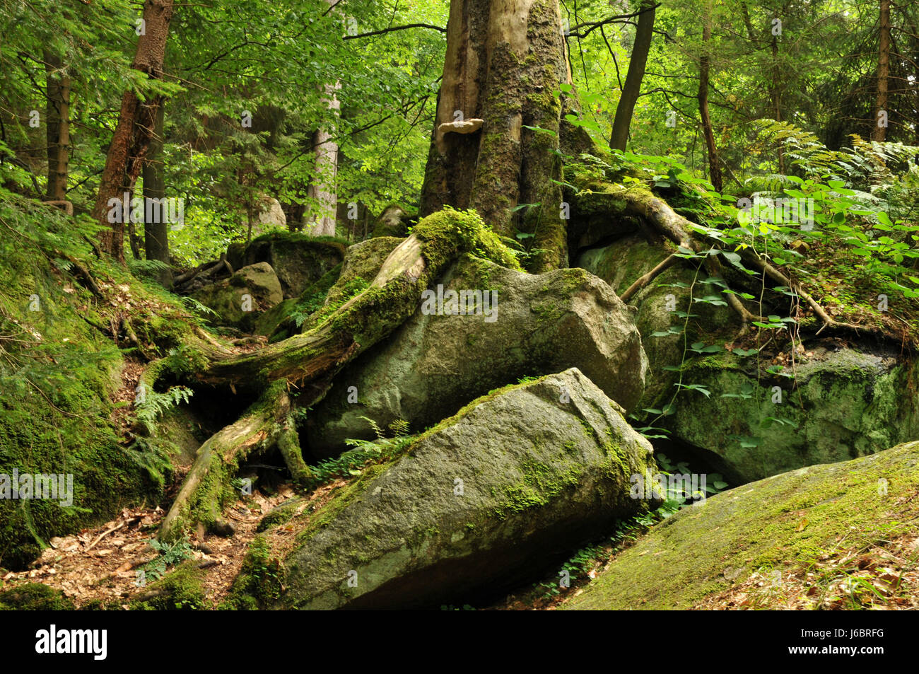 virgin forest rock mystic clasp forest tree root book leaf tree trees strong Stock Photo