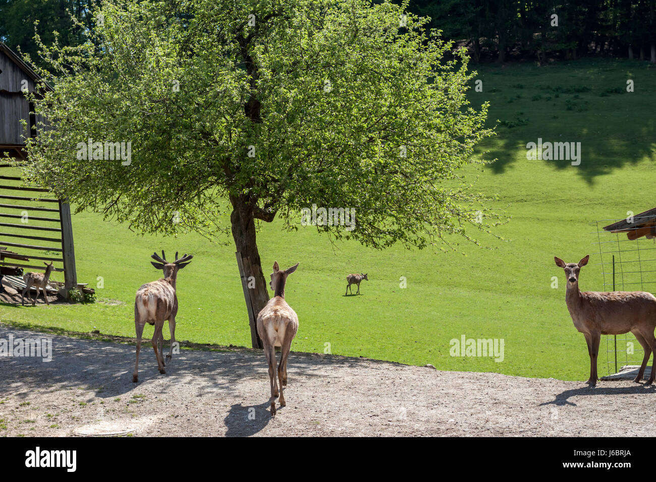 deer farm with green field Stock Photo Alamy