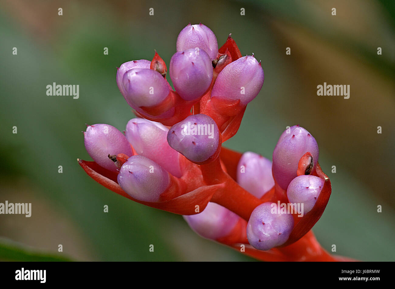 flower plant flowers aechmea weilbachii aechmes tomentosa bromeliengewchse Stock Photo