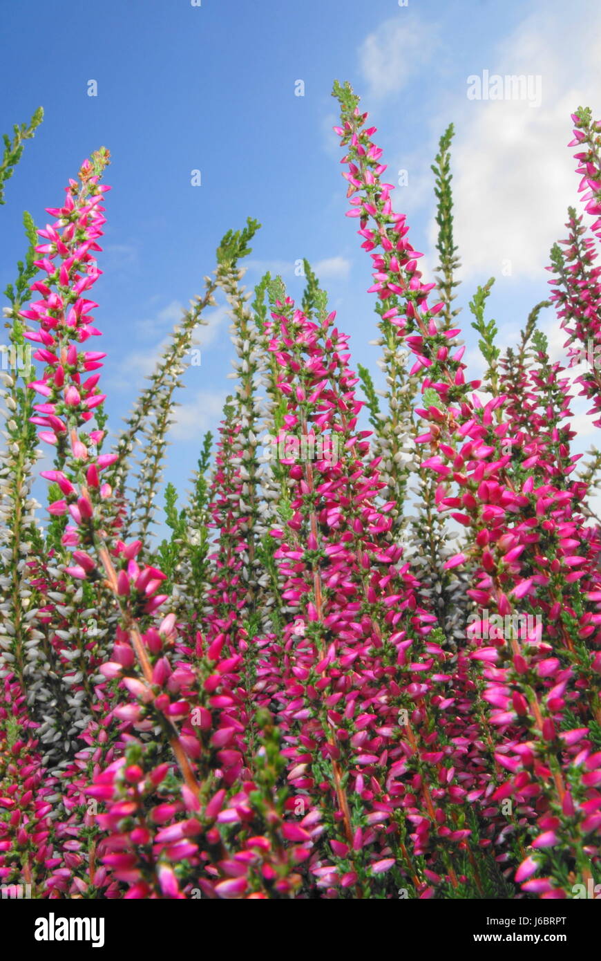 flower plant bloom blossom flourish flourishing blank european caucasian heath Stock Photo