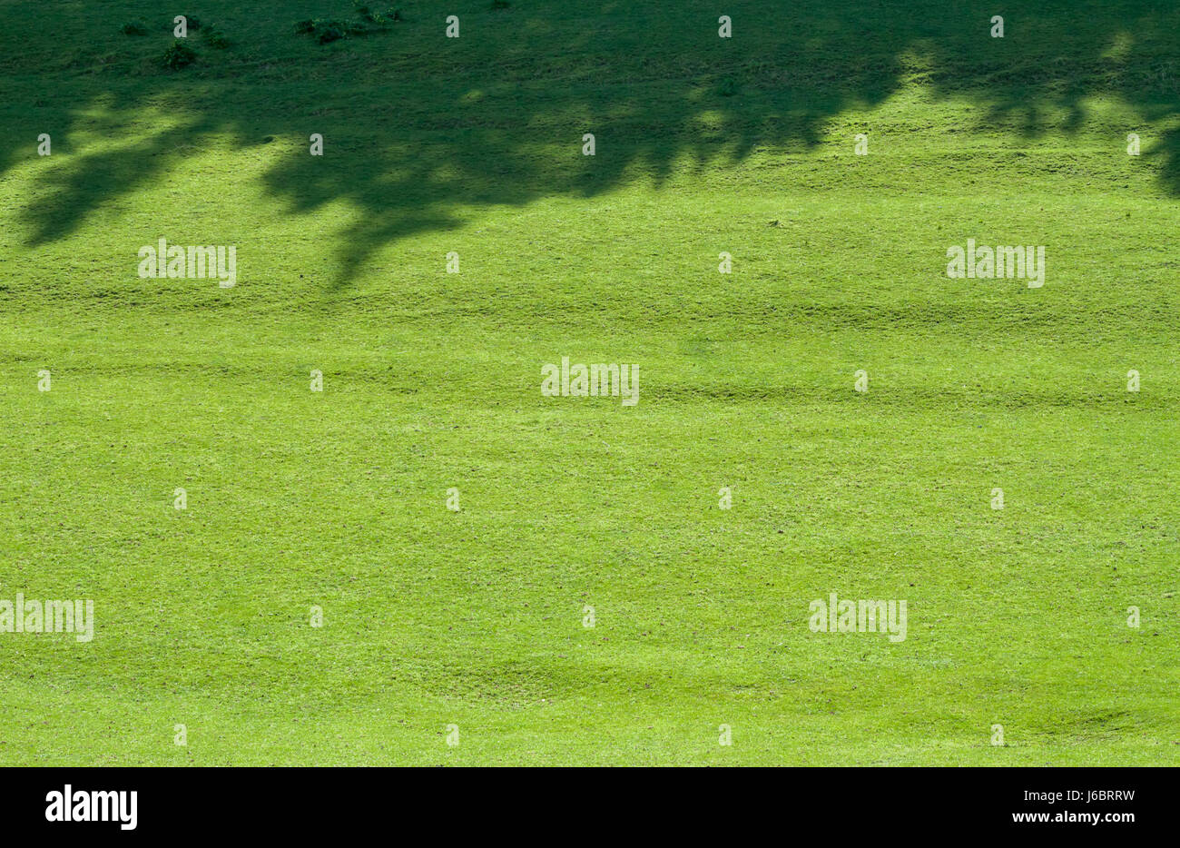 green field background tree shadows Stock Photo