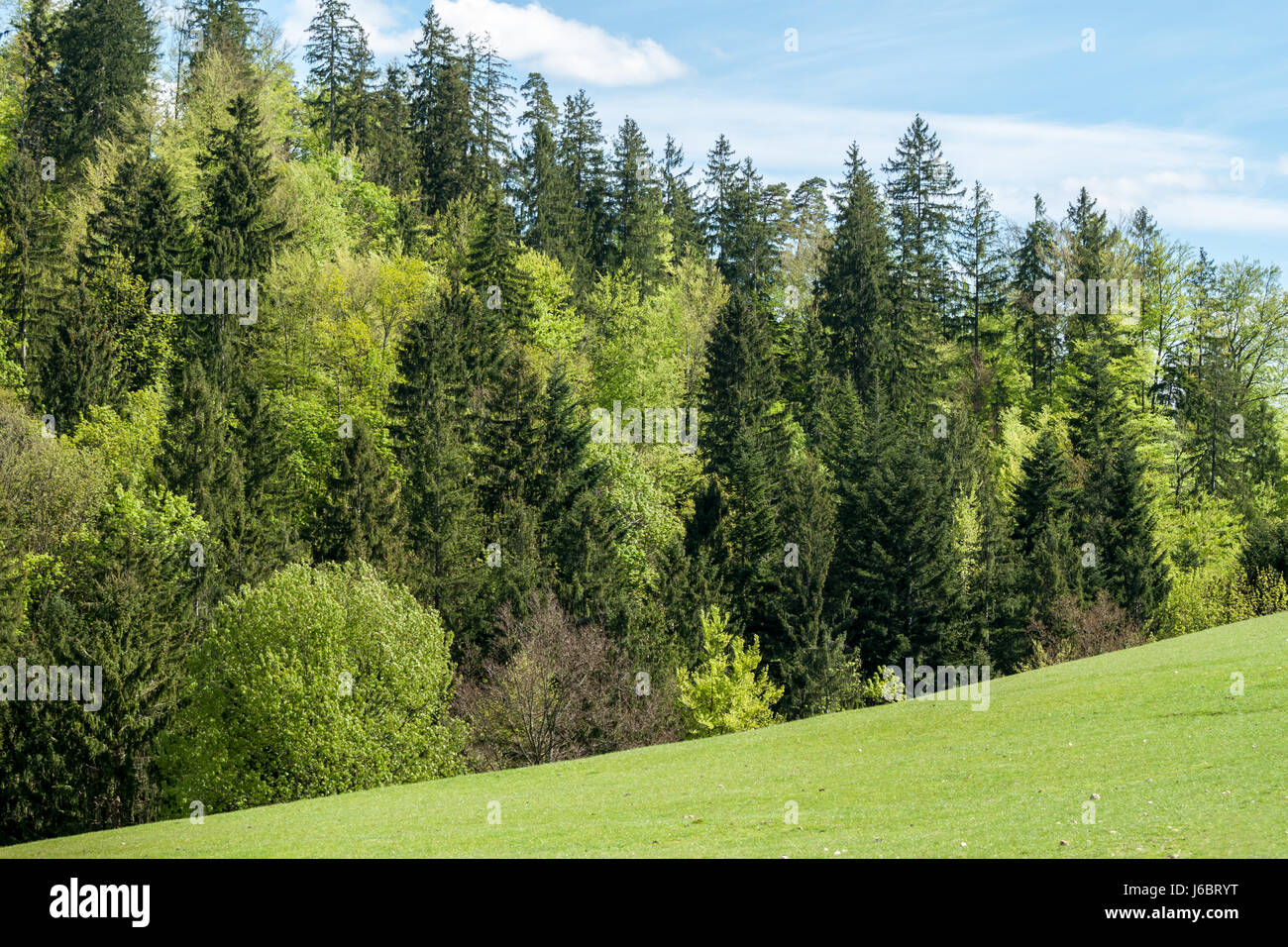 green field fir tree forest blue sky Stock Photo - Alamy