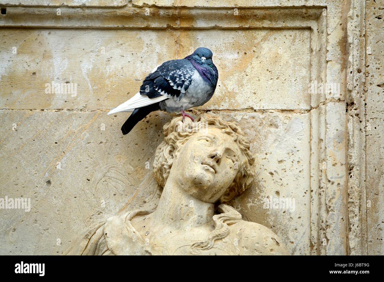 Bird on statues head hires stock photography and images Alamy