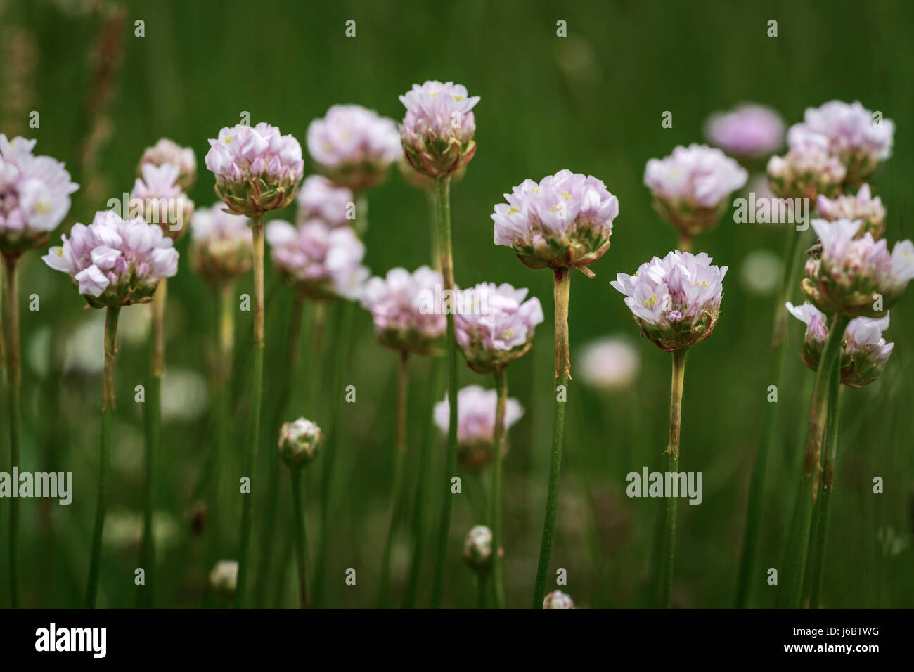 Fine art photography: Macrophotography of purple clover blossoms against green background Stock Photo