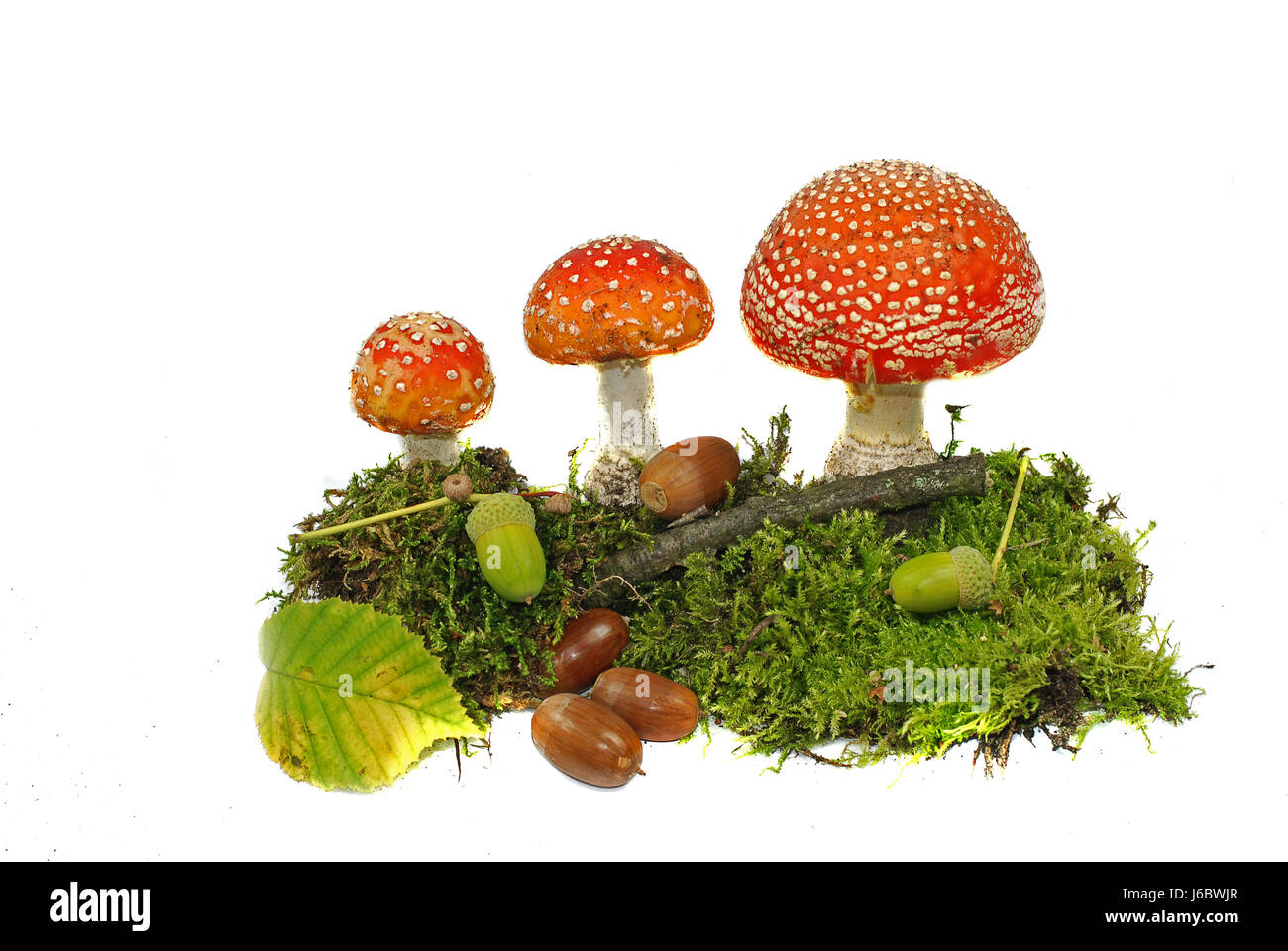 dots fly agaric mushrooms mushroom fungus toadstool backdrop background toxic Stock Photo
