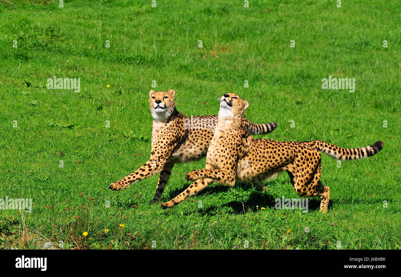 hunter adventure predator cat big cat feline predator cheetah hunting chase Stock Photo