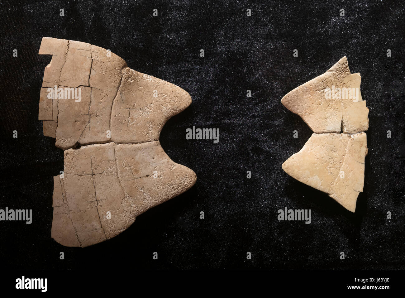 Oracle bone carved with characters. Late Shang Dynasty (13th century B.C.E - mid. 11th century B.C.E) Discovered in Yin relic in Anyang, Henan. Stock Photo