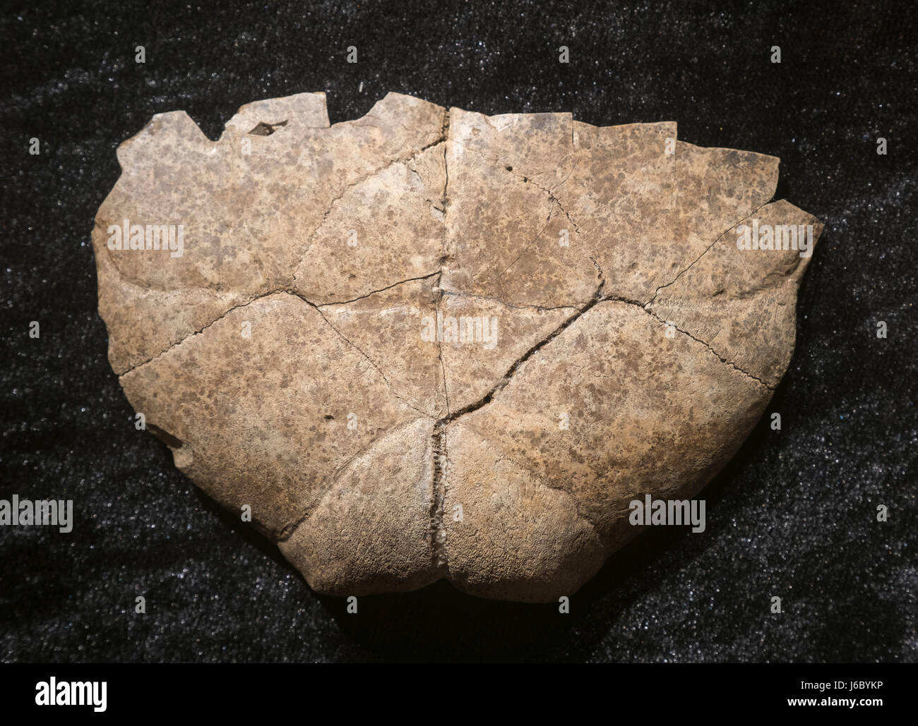 Oracle bone carved with characters. Late Shang Dynasty (13th century B.C.E - mid. 11th century B.C.E) Discovered in Yin relic in Anyang, Henan. Stock Photo