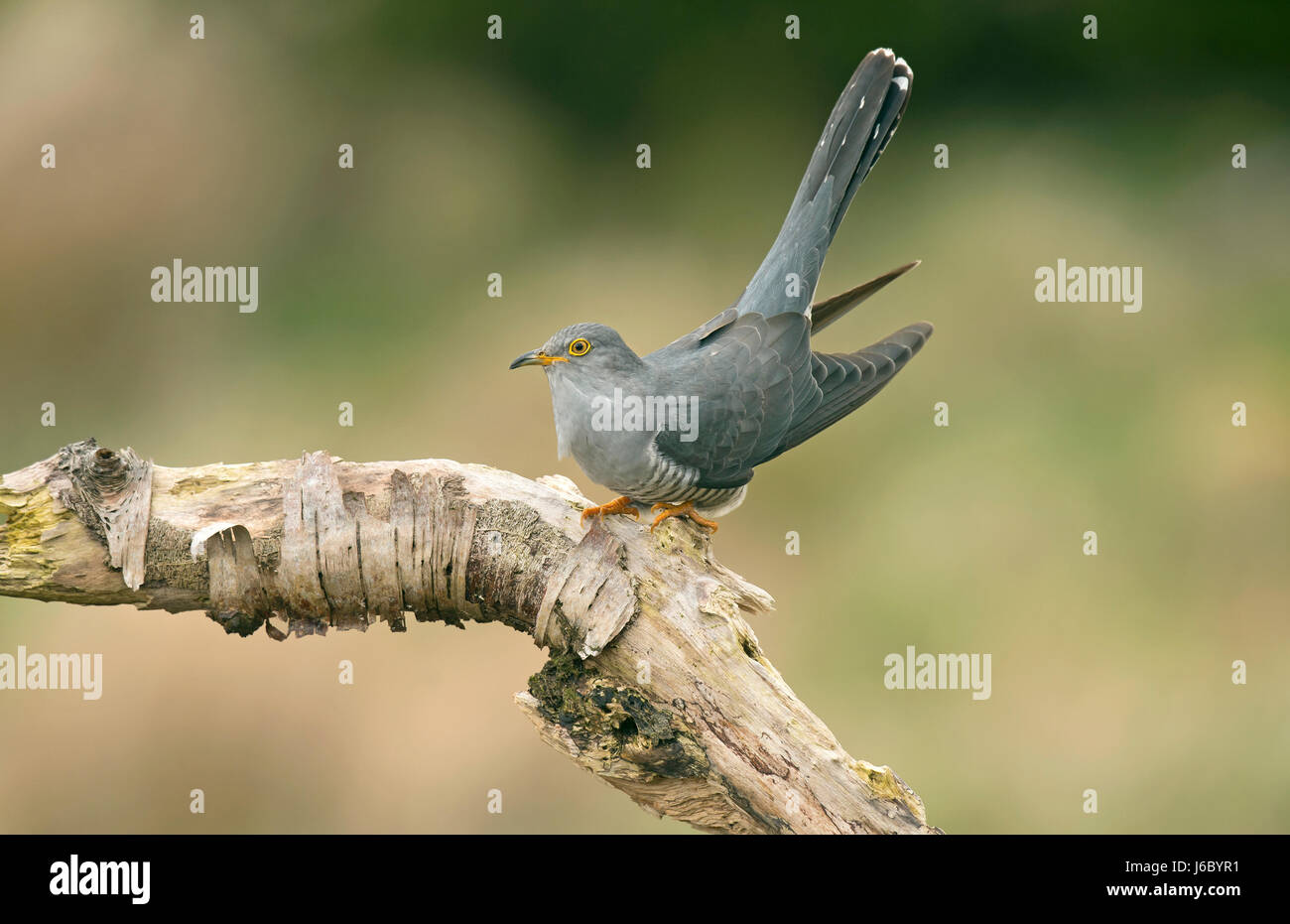Cuckoo - Cuculus canorus Stock Photo