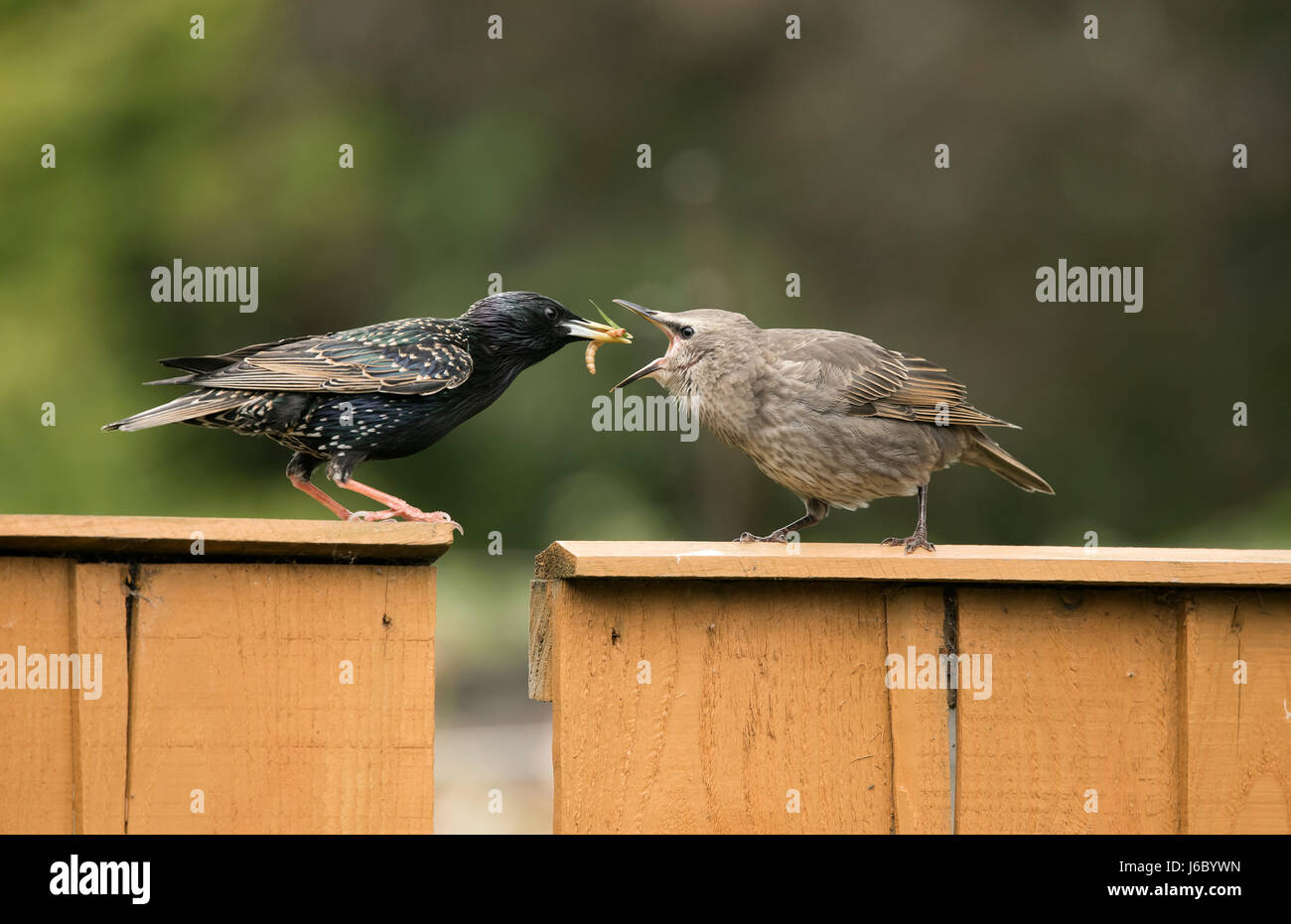 Starling - Sturnus vulgaris - adult feeding fledgling Stock Photo