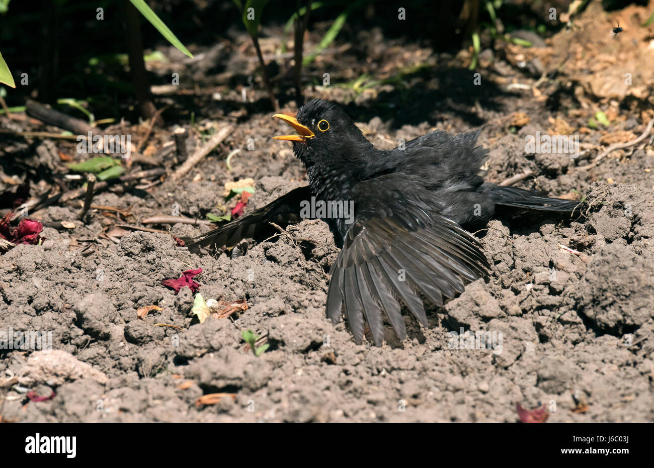 Blackbird - Turdus merula - male Stock Photo