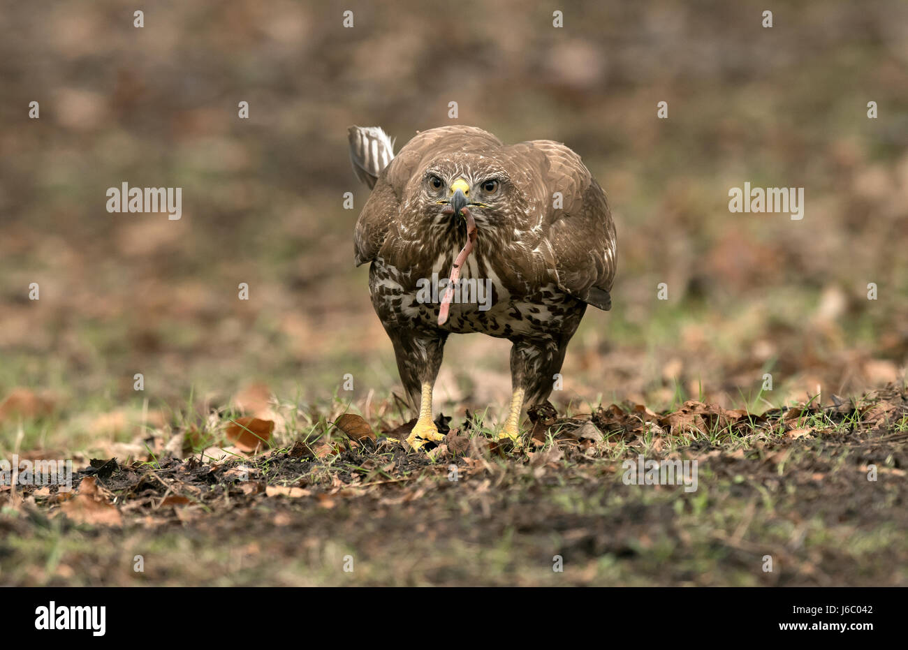 Common Buzzard - Buteo buteo Stock Photo