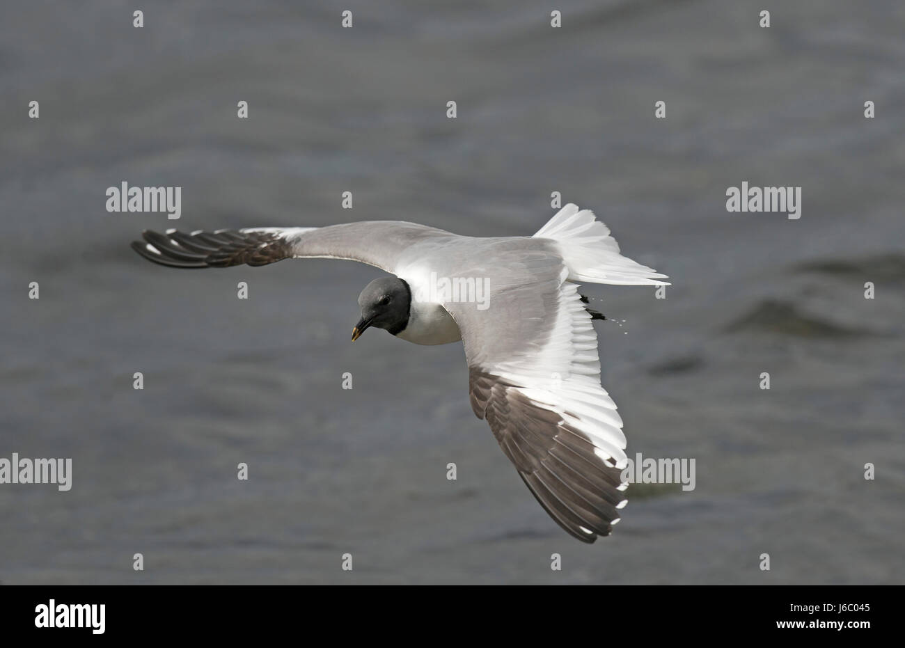 Sabine's Gull - Larus sabini Stock Photo