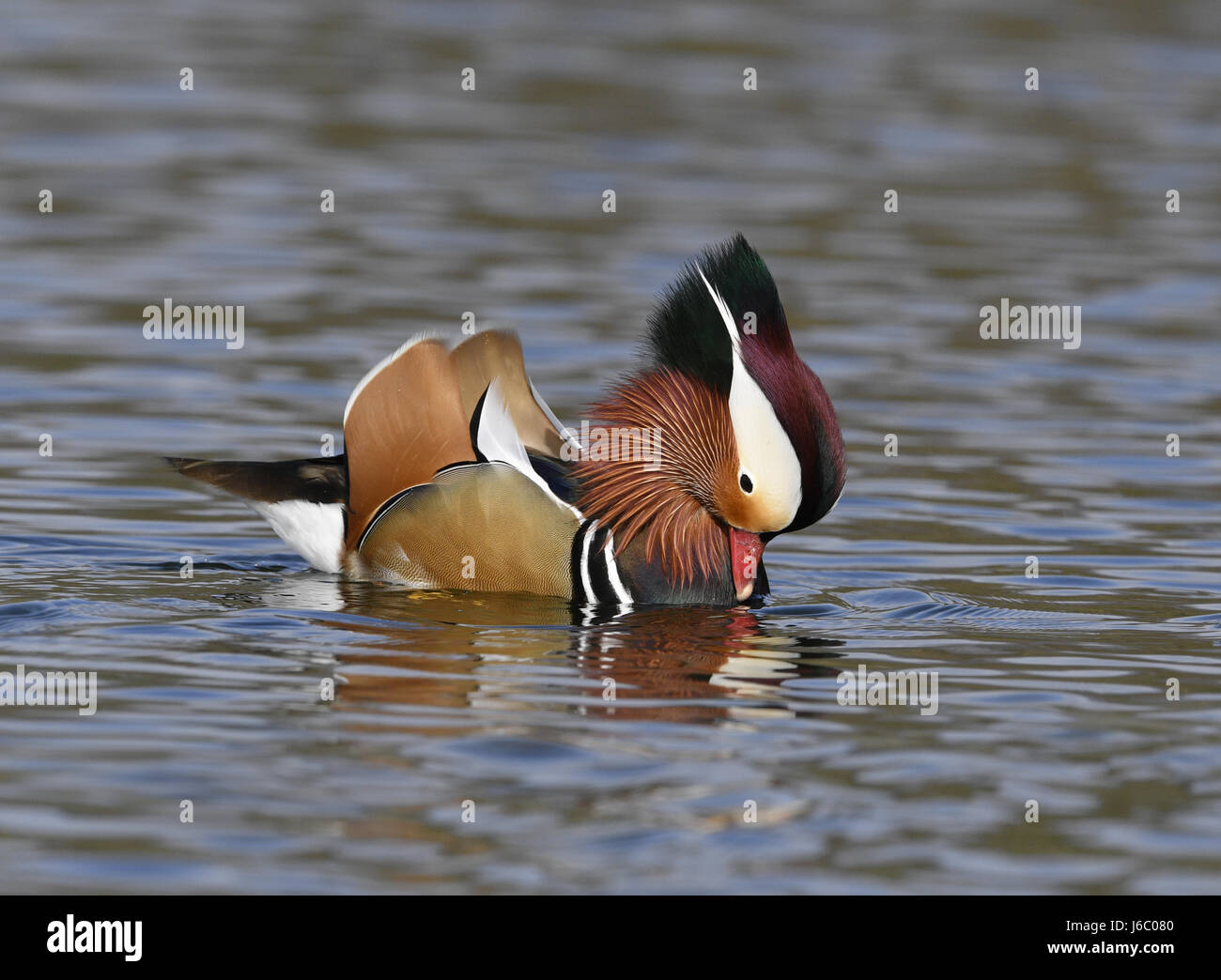 Mandarin Duck - Aix galericulata - displaying male Stock Photo - Alamy