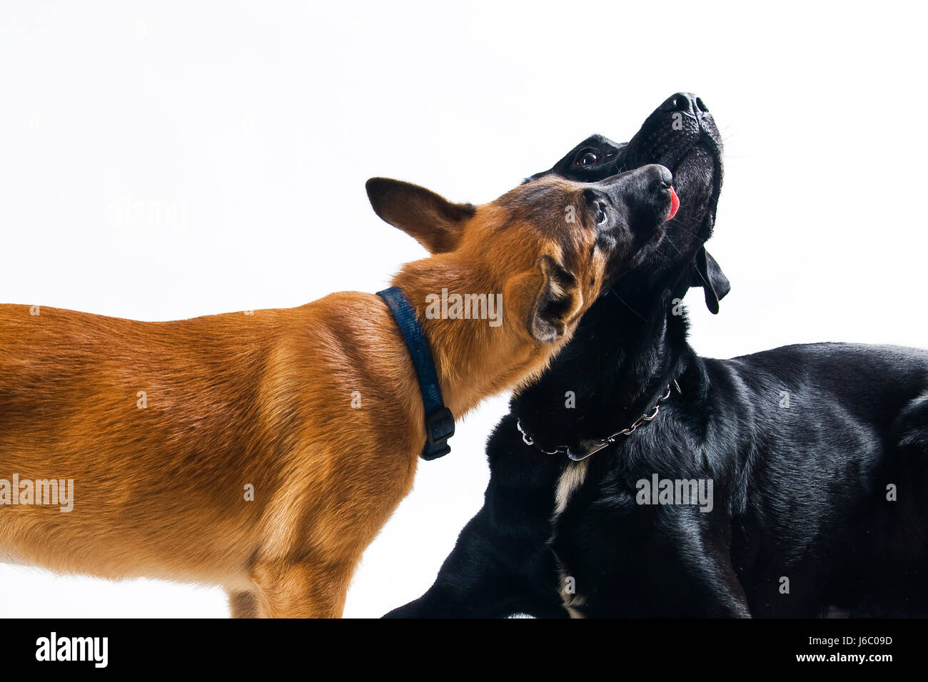 Appeasement hi-res stock photography and images - Alamy