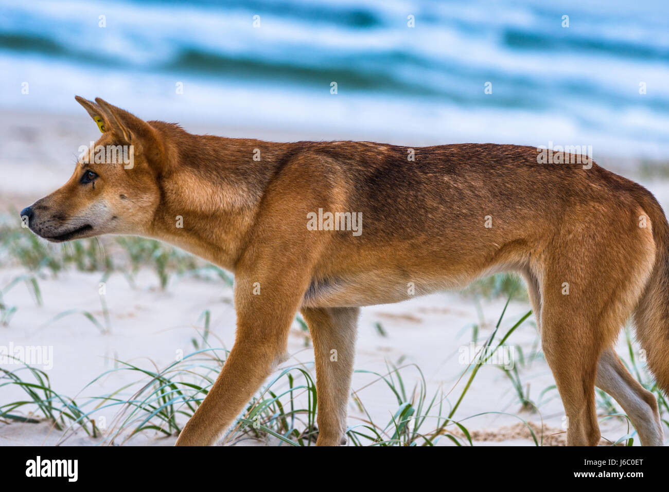 Dingo on hundred mile beach, Fraser Island, Queensland, Australia. Stock Photo