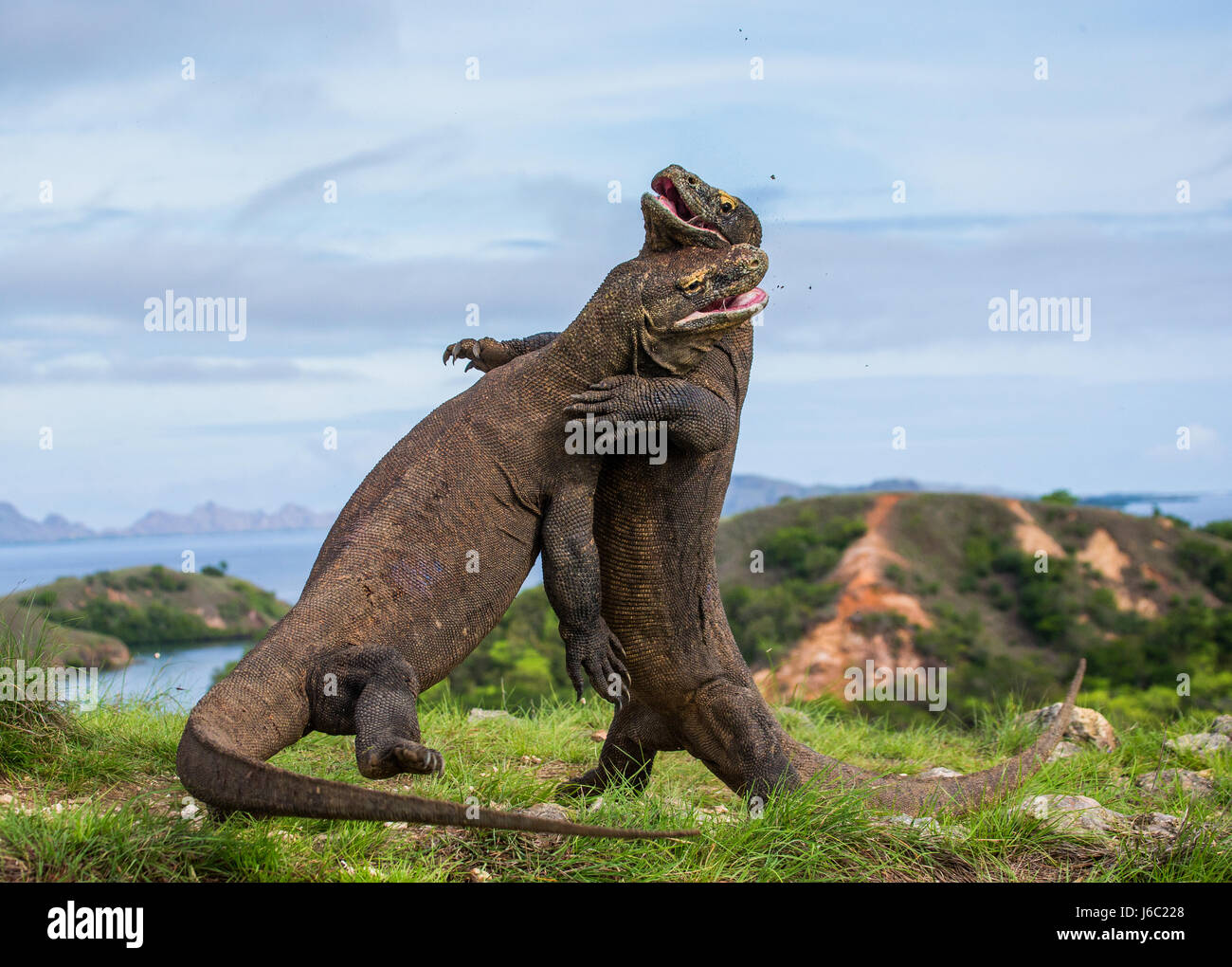 Komodo Dragons are fighting each other. Very rare picture. Indonesia. Komodo National Park. Stock Photo