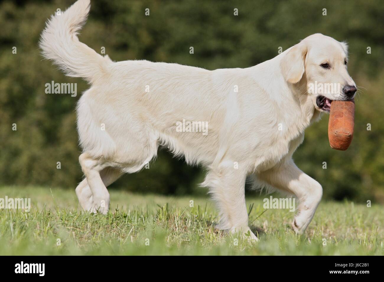 dog golden beige retrieve more retriever gold motion postponement moving Stock Photo