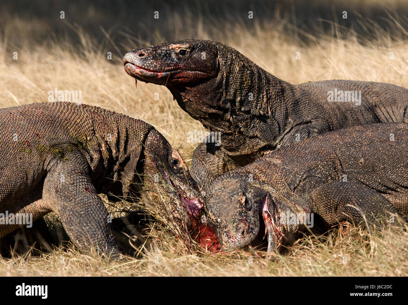 Komodo dragons eat their prey. Indonesia. Komodo National Park Stock ...