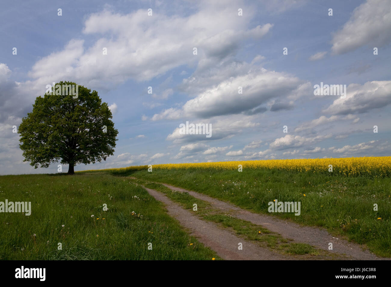 green coleseed dirt road acre lime lime-tree path way meadow big large ...