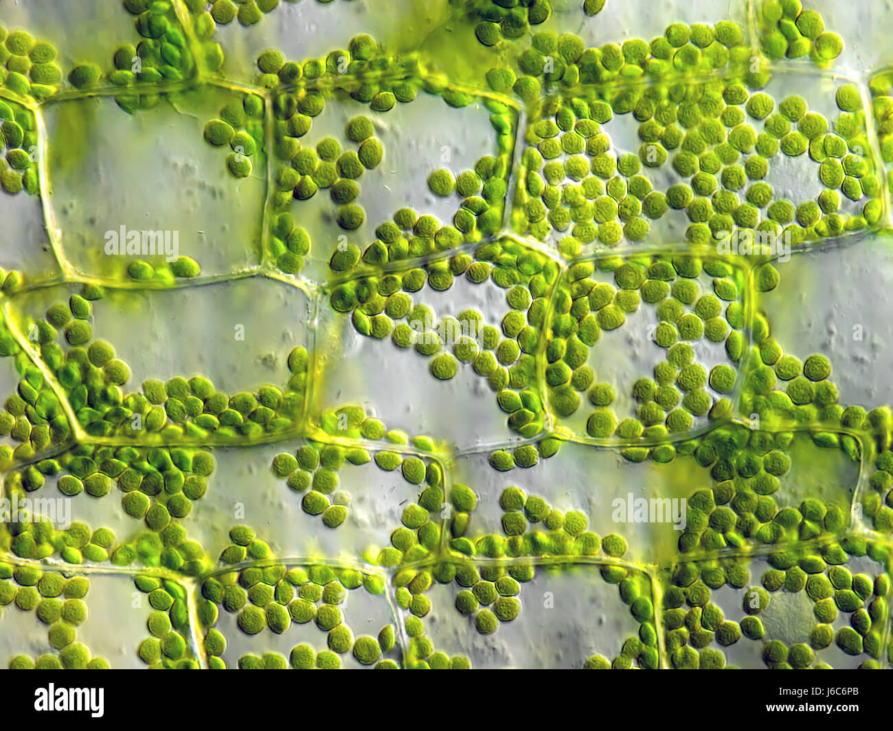 chlorophyll photosynthesis biomass botany chlorophyll plans cells microscope  Stock Photo - Alamy