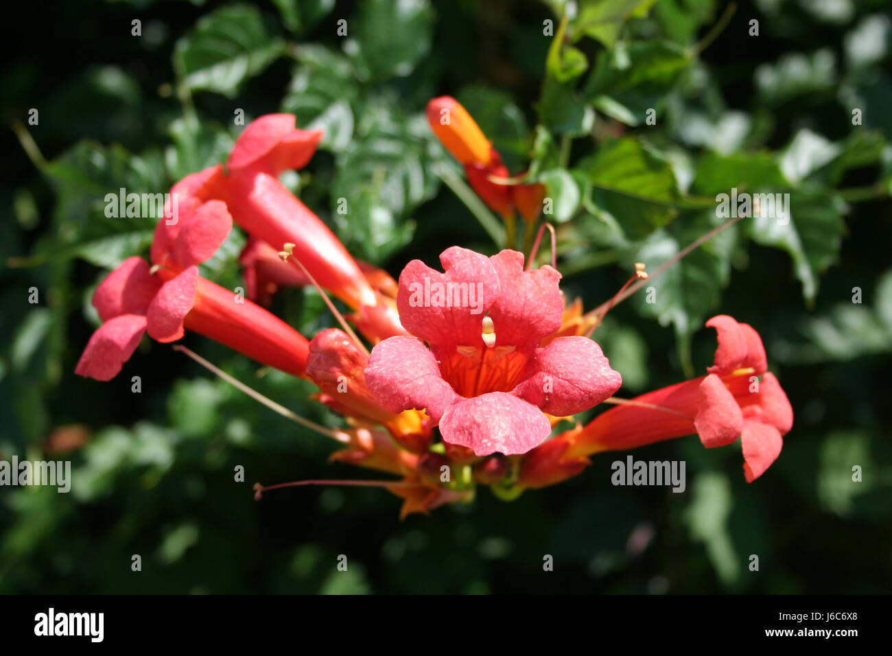 flower plant bloom blossom flourish flourishing bud orange macro close-up macro Stock Photo