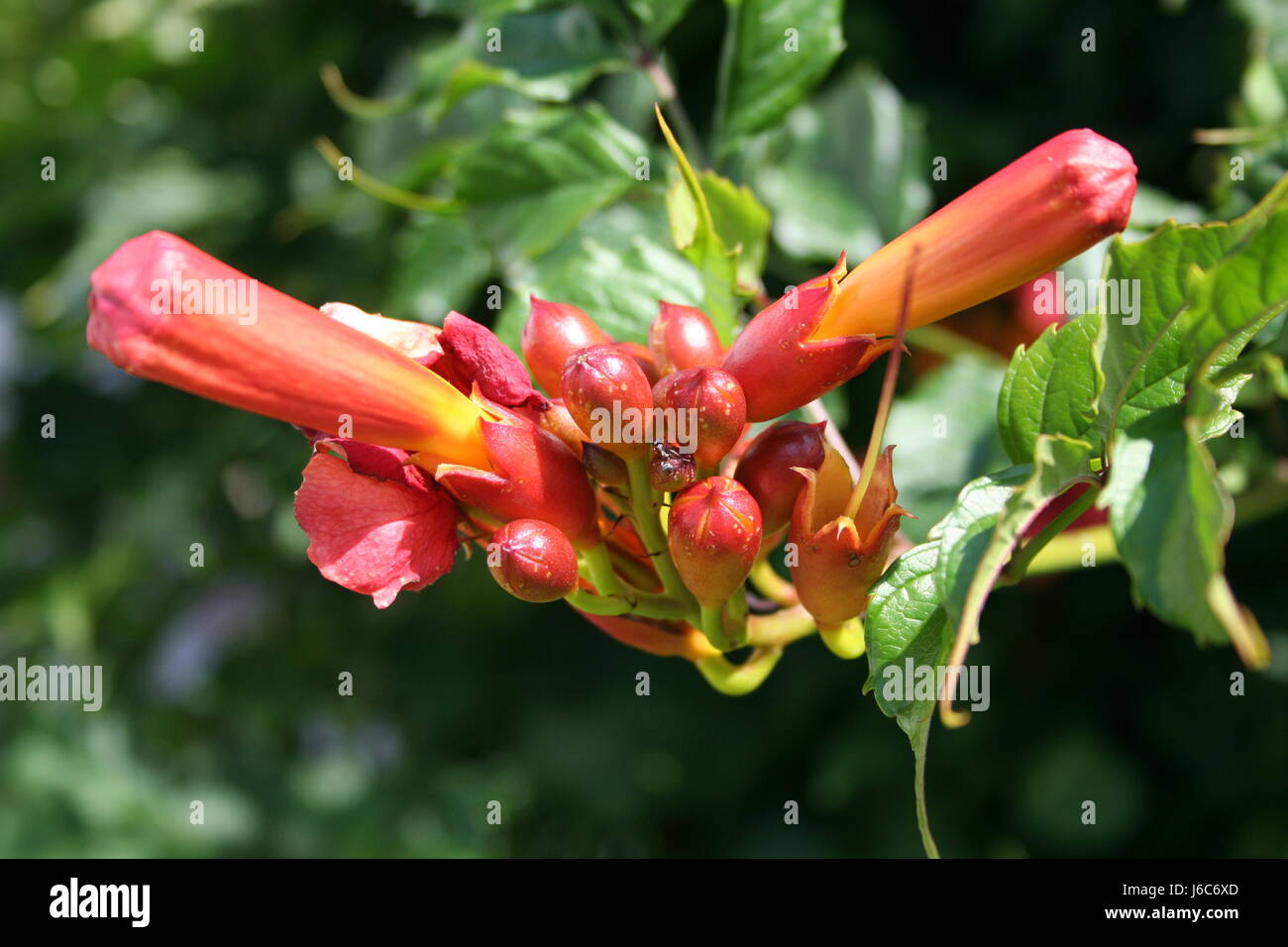 flower plant bloom blossom flourish flourishing bud orange macro close-up macro Stock Photo