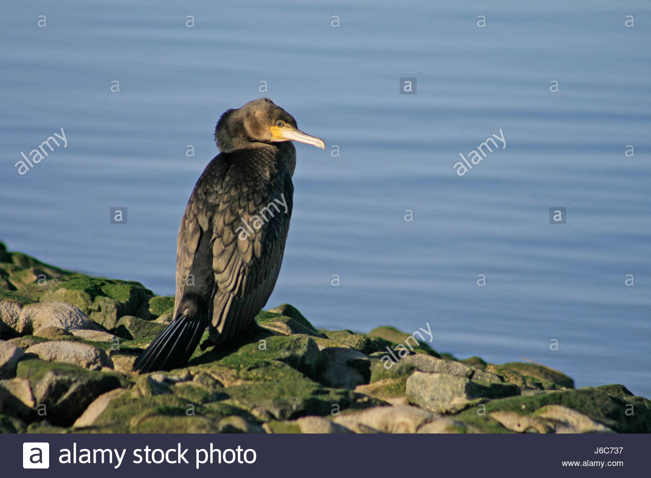 bird birds cormorant migrant birds of passage bird birds beak plumage migrant Stock Photo